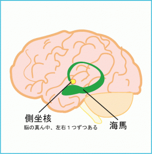 sokuza